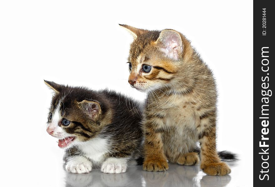 Kittens on a white background