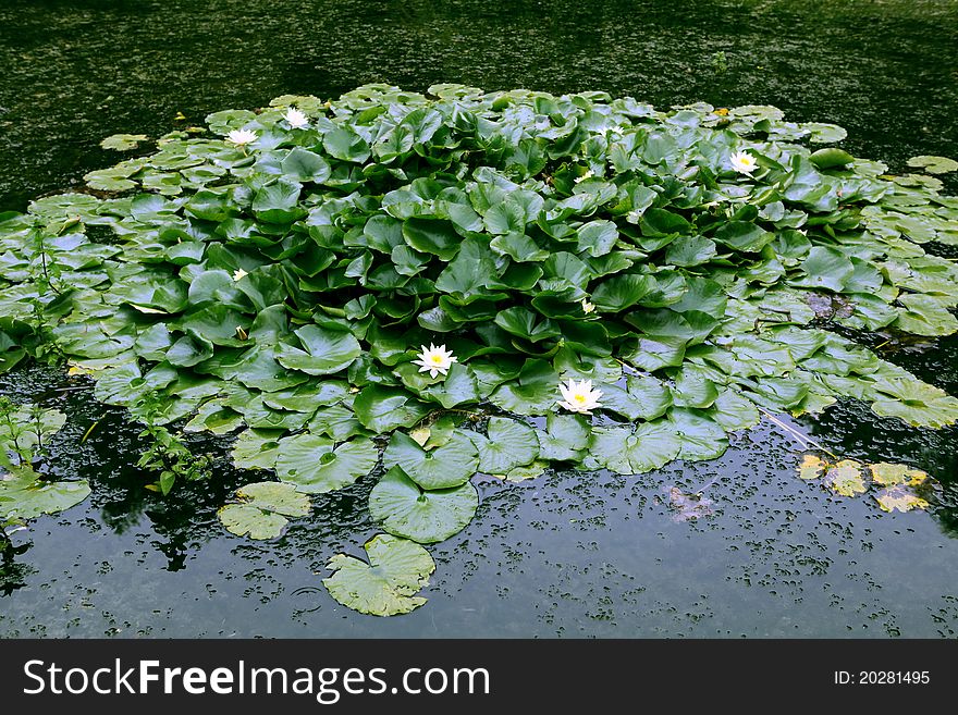 This picture was taken in PoroszlÃƒÂ³, Hungary. It's a bunch of duckweed and some water lilies on Lake Tisza, an artificial lake on river Tisza. This picture was taken in PoroszlÃƒÂ³, Hungary. It's a bunch of duckweed and some water lilies on Lake Tisza, an artificial lake on river Tisza.