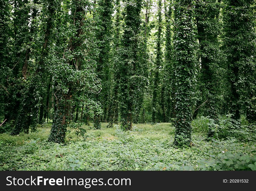 Trees Covered With Leaves