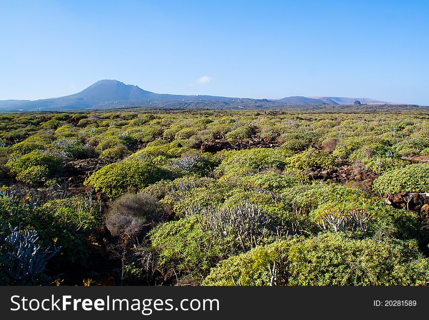 Green View Of Lanzarote