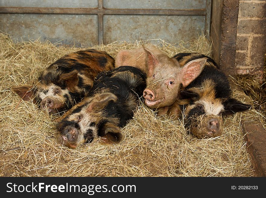 Four sleepy piggies on the farm. Four sleepy piggies on the farm