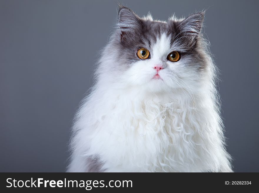 Gray and white persian cat on grey background