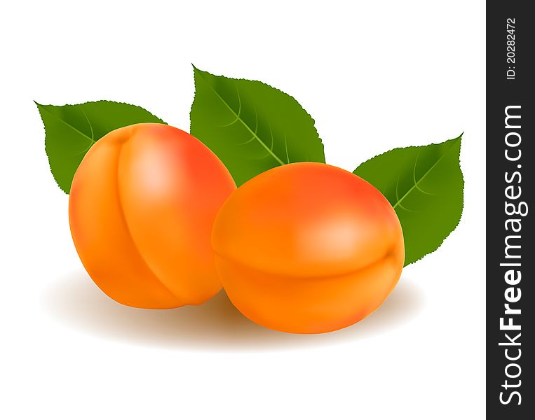 Ripe apricots with green leaf. Photo-realistic  illustration.