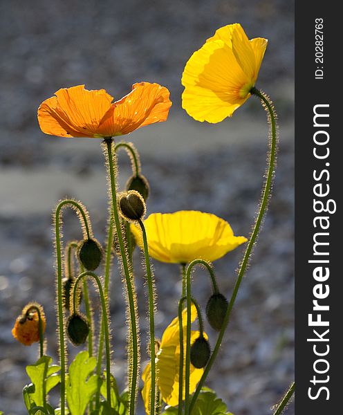 Backlit yellow and orange poppies