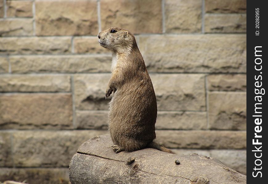 A prairie dog on the lookout