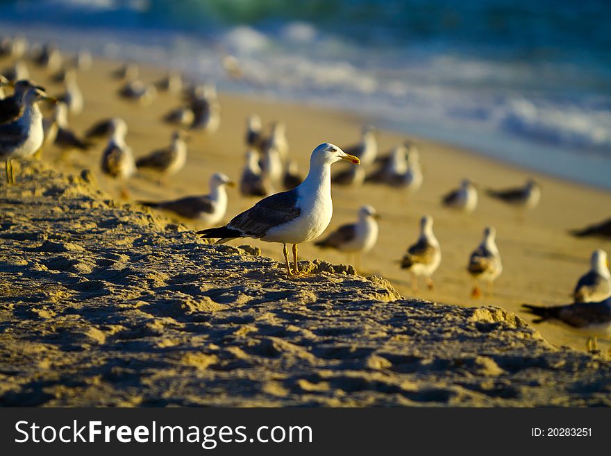 Some seagulls on the beach under the sunset. Some seagulls on the beach under the sunset.