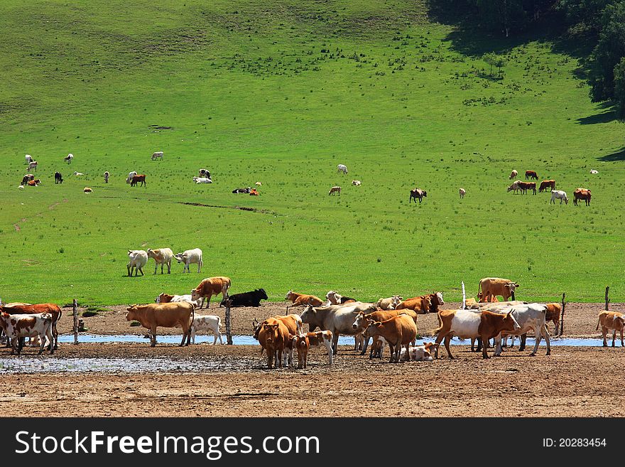 Landscape of road in the grassland at summer,many cows on the hill. Landscape of road in the grassland at summer,many cows on the hill