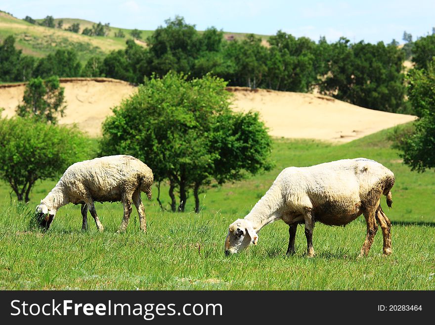 Two sheep in the grassland are eating