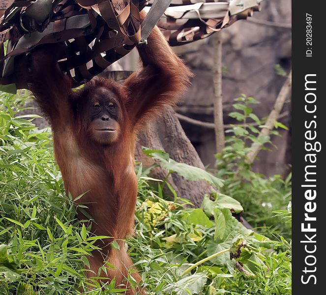 Orangutan standing on two legs while holding swing. Orangutan standing on two legs while holding swing.