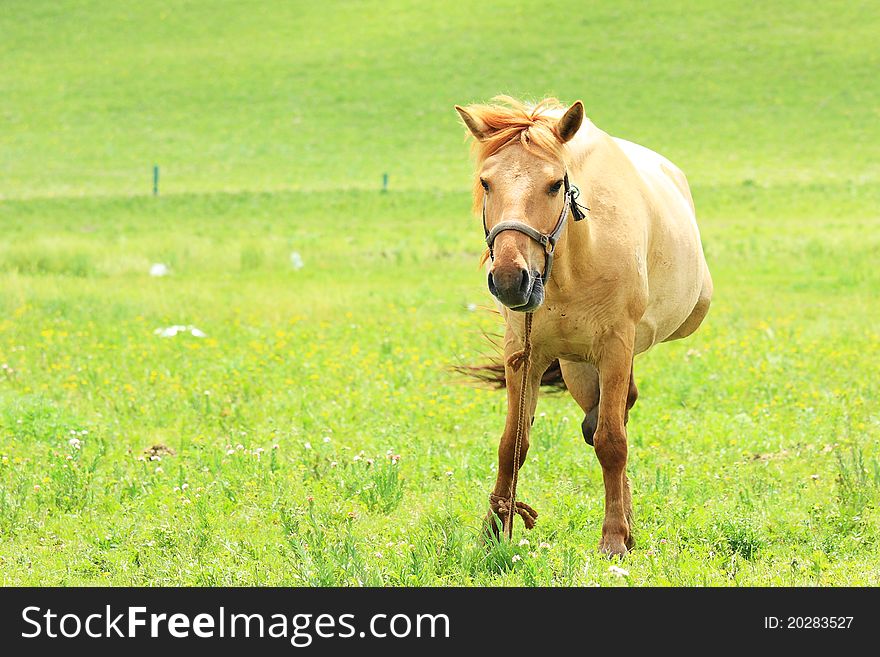 A horse in the grassland