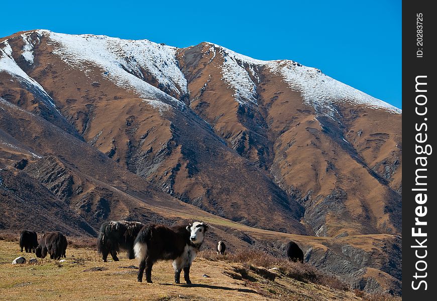 The yak group in the valley of the plateau grazing