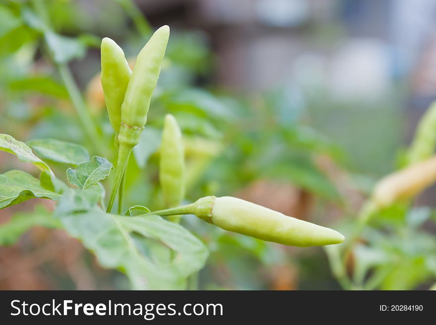 Peppers plant And the background blurred.
