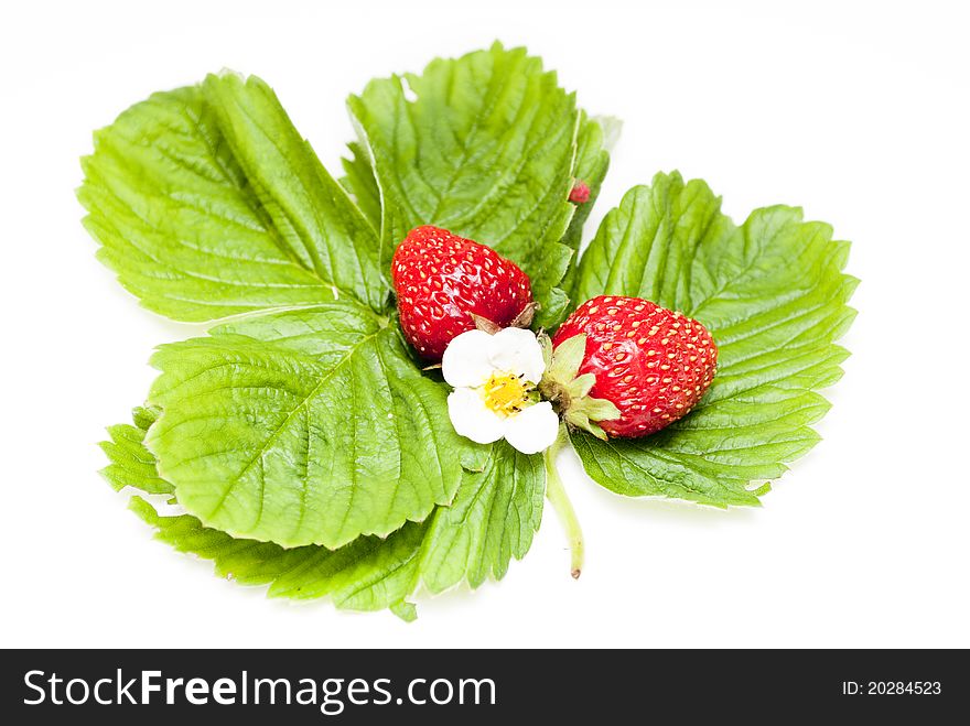 Fresh red strawberry on a white background