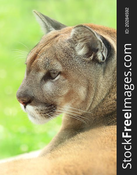 Closeup profile of cougar