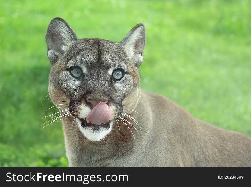 Closeup of Cougar in the grass