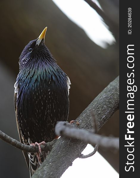 Starling male posing on abstract background