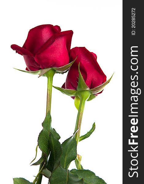 The photo of red rose kissing red rose. The photo of red rose kissing red rose