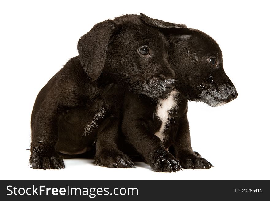 Black bachshund puppies with messy mouthes, isolated on white
