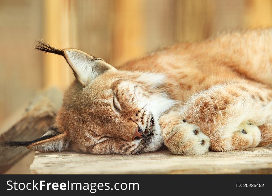 A close-up of a bobcat sleeping on wooden board