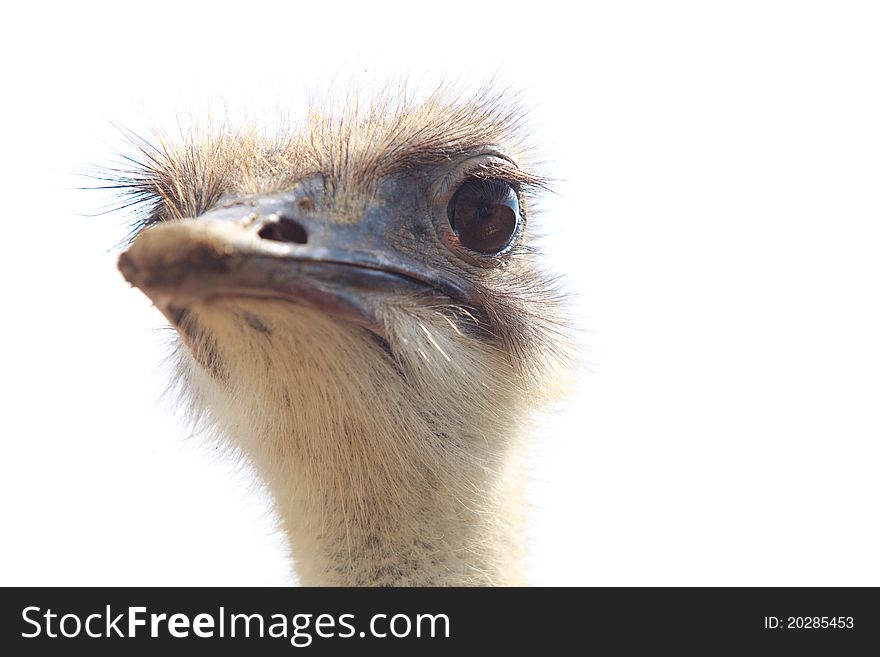 Ostrich head isolated (focus on eye)