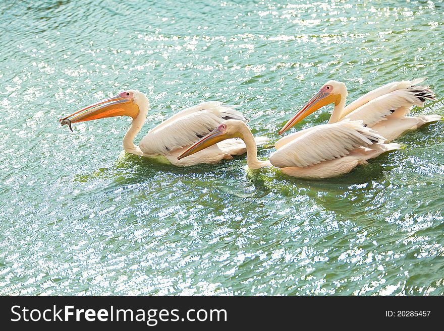 Three white pelicans wading in a pond. One of them swallowing a fish
