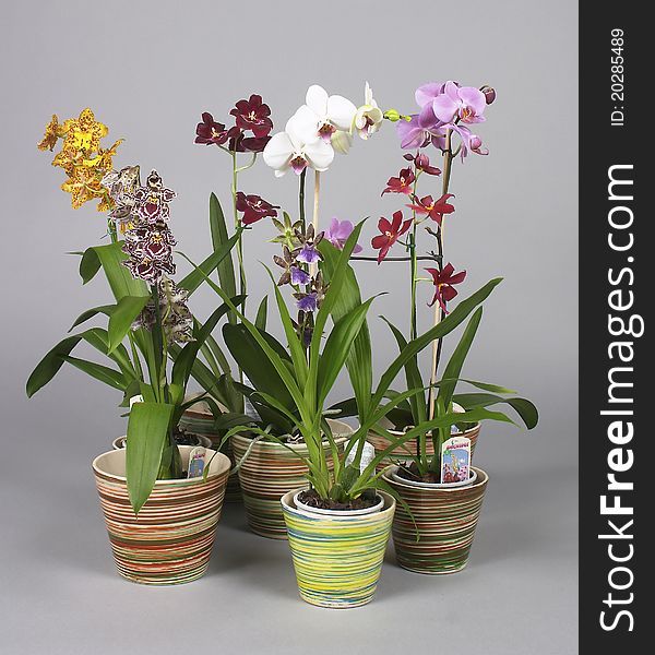 Orchid flowers in a pots with stripes. Orchid flowers in a pots with stripes