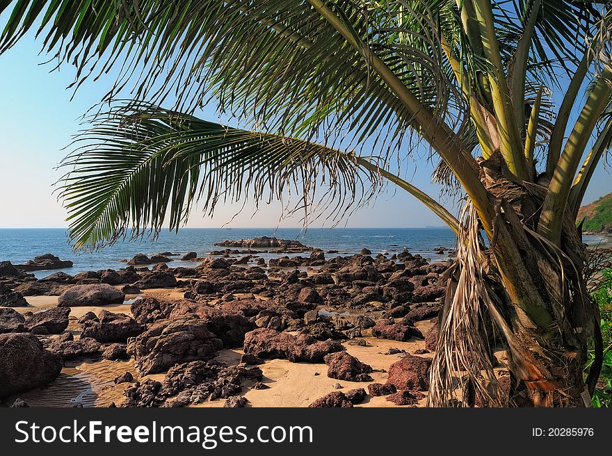 Tropical palm on the exotic rocky coast. Tropical palm on the exotic rocky coast
