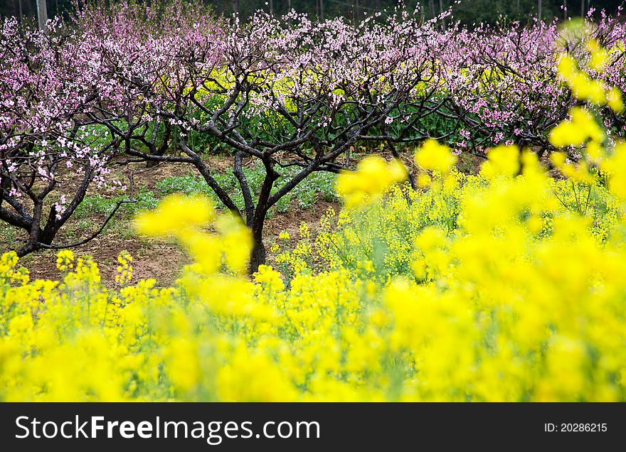 Pink Peach Flowers With Yellow Oilseed Rape Blosso