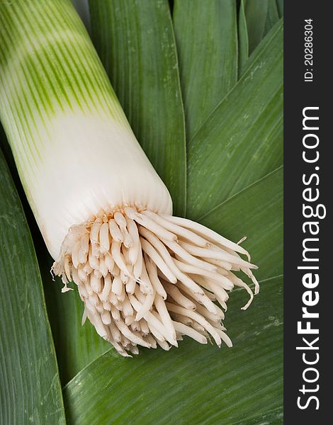 Leek root on its leaves