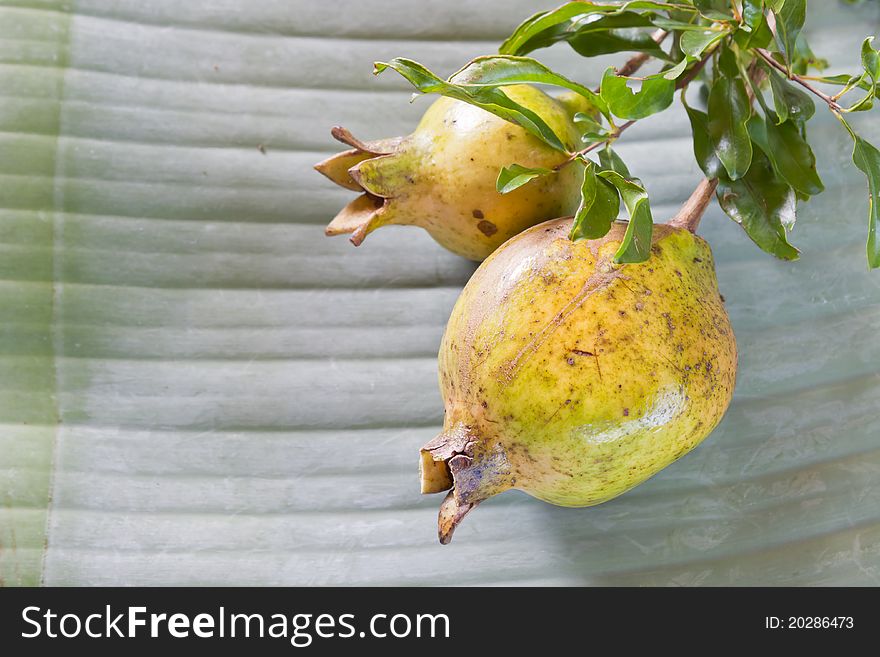 Punica Pomegranate Ancient  On the leaves. Banana