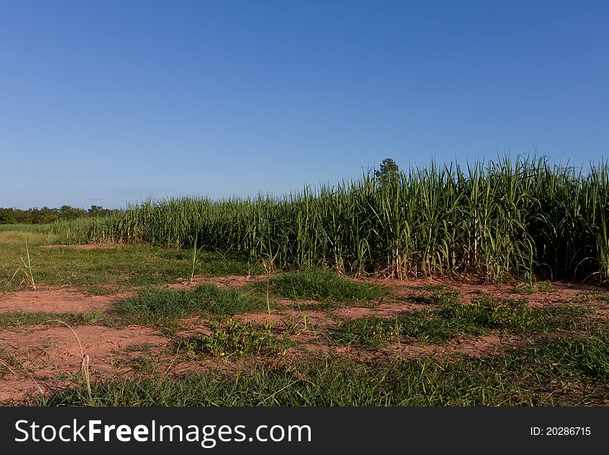 Sugar-cane Farm in thailand