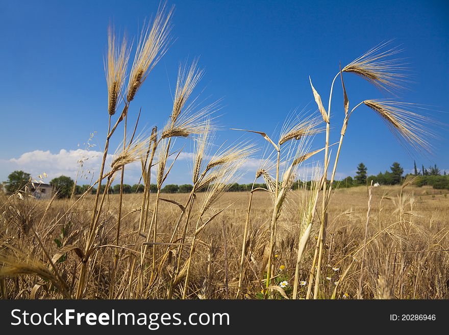 Wheat field