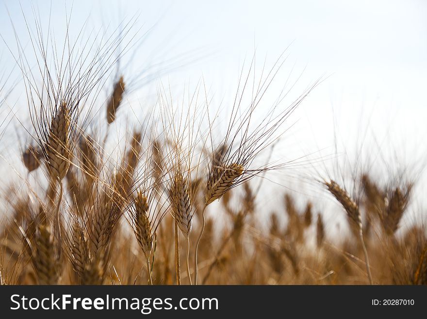 Wheat field and open sky