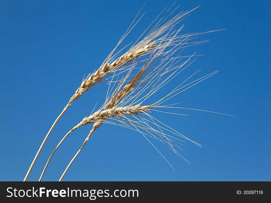 Wheat and blue sky. Cobs isolated in the sky