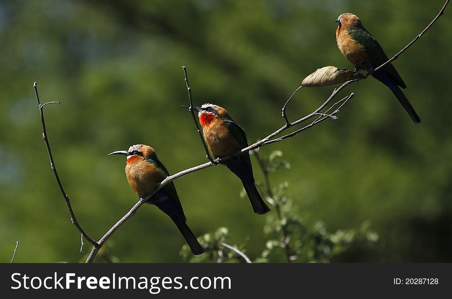 White Fronted Bee-Eaters perched over the Okovango Delta. White Fronted Bee-Eaters perched over the Okovango Delta