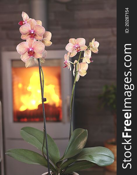 Beautiful orchid in modern interior