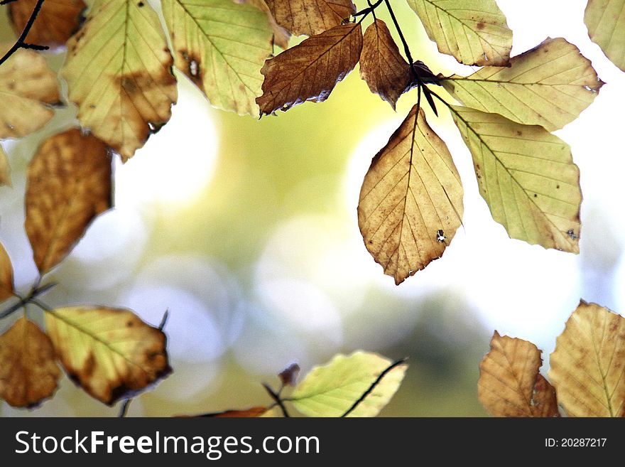 Colorful autumn leafs in forest