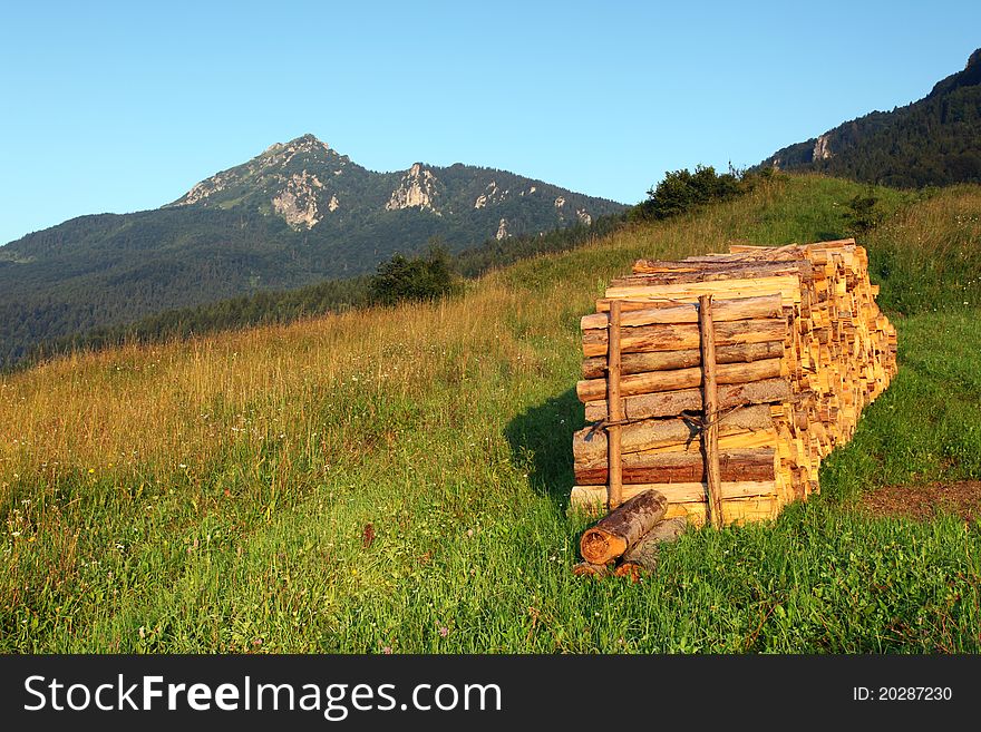 Wood Pieces In The Forrest