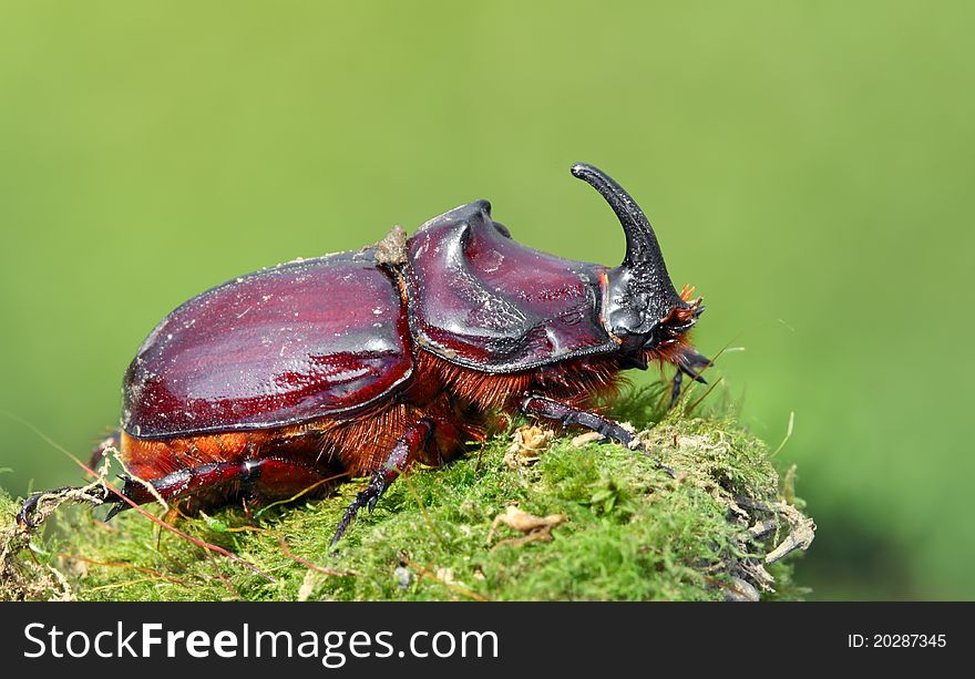 European Rhinoceros Beetle In The Wild