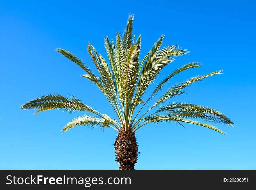 Tropical plant, palm, against the background of pure blue sky. Tropical plant, palm, against the background of pure blue sky.