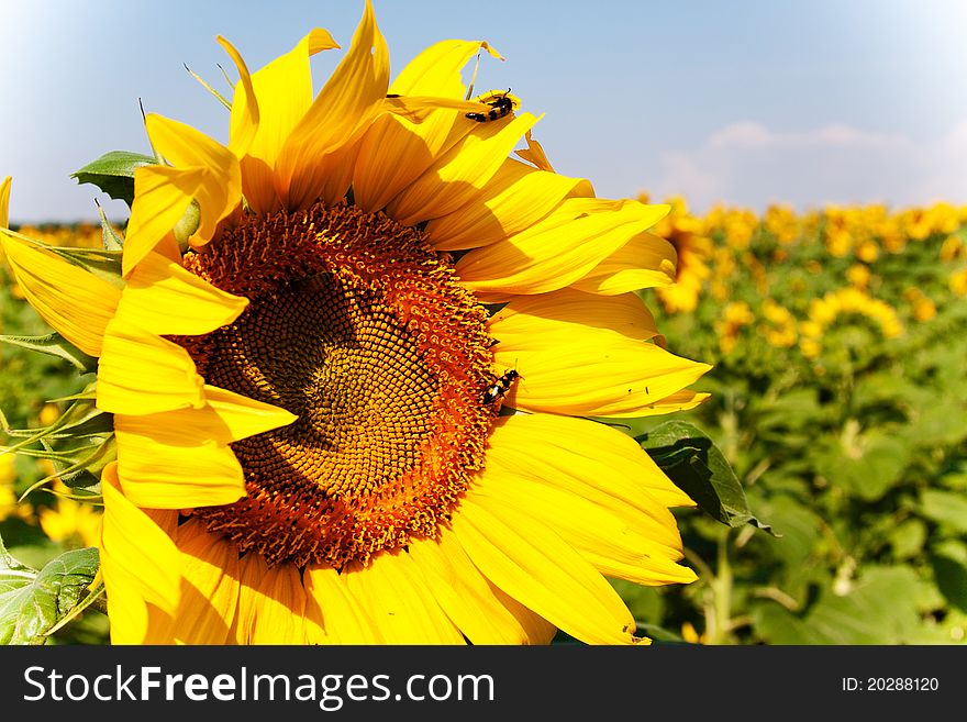 Insects on sunflower - pollination process