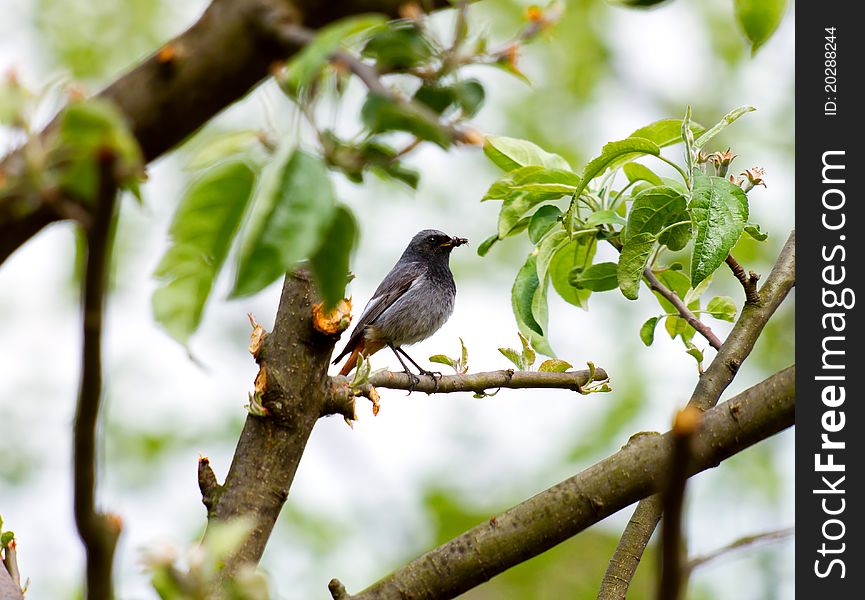 Cute phoenicurus bird hunting a spider