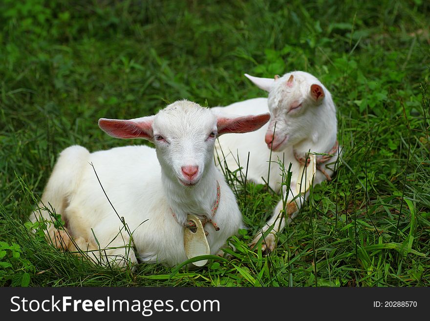 Kid goats sleeps on grass