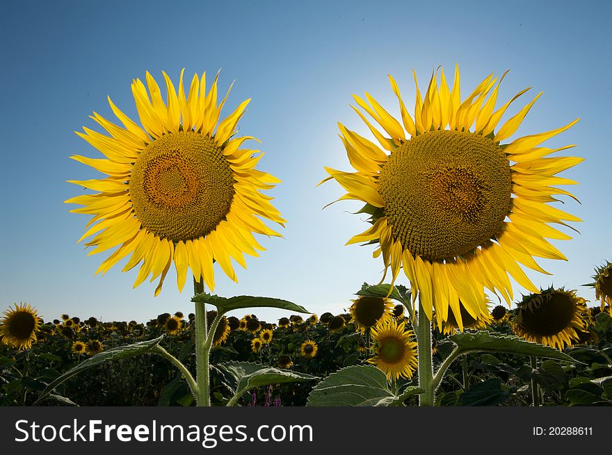 Sunflower in the sky, tuscany italy