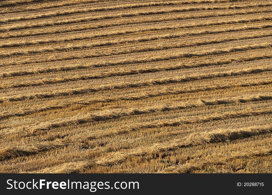 Field ready for harvesting hay. Field ready for harvesting hay