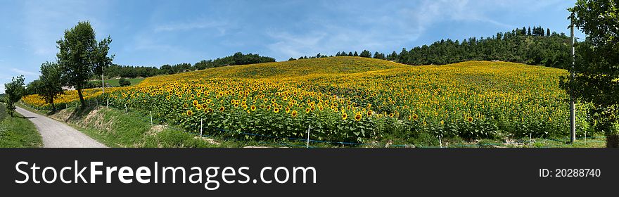 Overview of a field of sunflowers on a hill in Predappio
