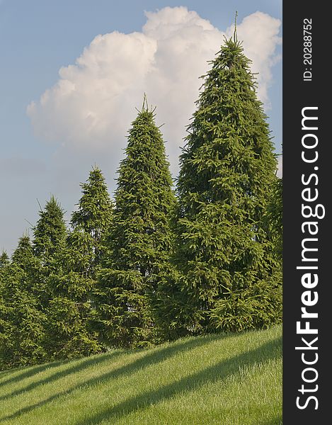 Row of firs on summer day