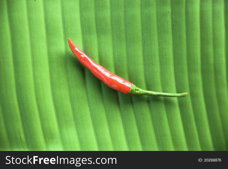 Chilli from Thailand ( Hot and Spicy )