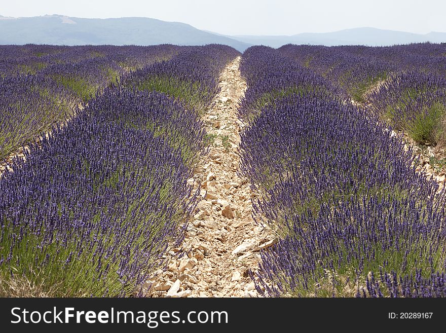 Lavender field in summer in southerne France. Lavender field in summer in southerne France