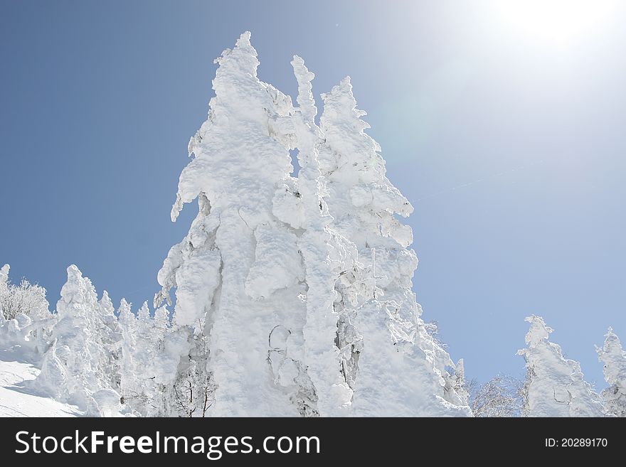 Winter forest in Nagano Japan
